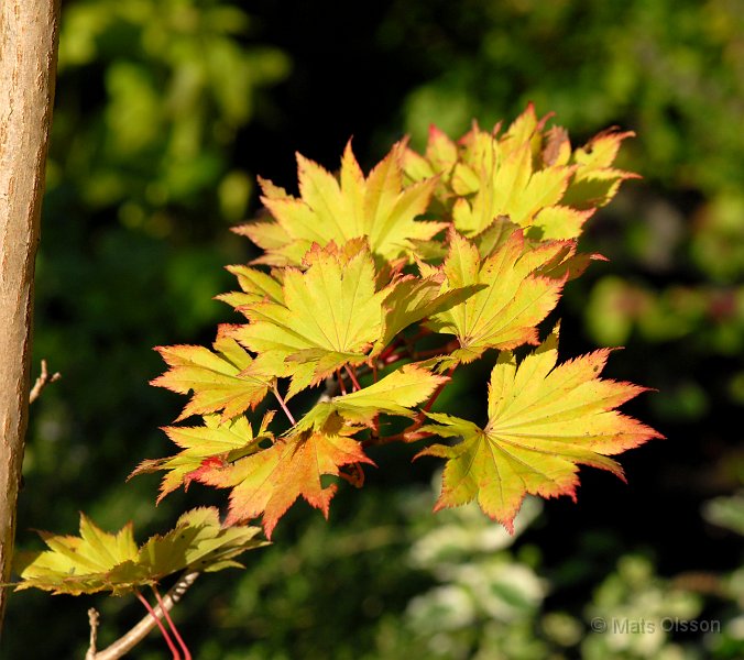 Japansk gyllenlnn, Acer shirasawanum 'Aureum'