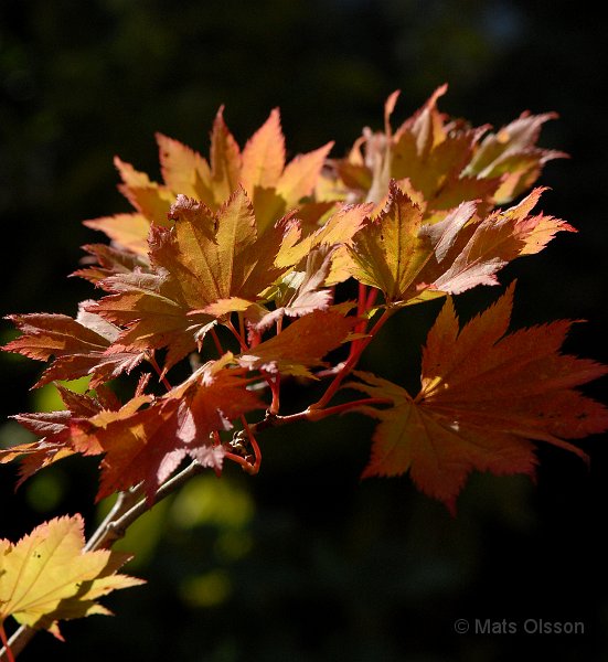 Japansk gyllenlnn, Acer shirasawanum 'Aureum'