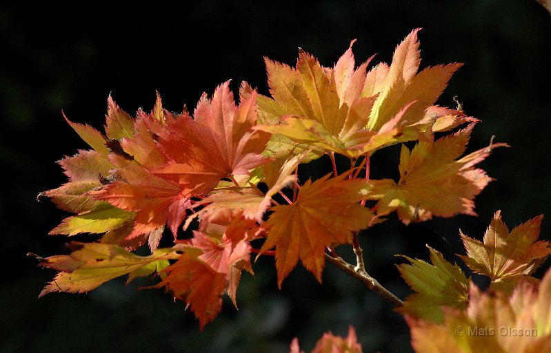 Japansk gyllenlnn, Acer shirasawanum 'Aureum'