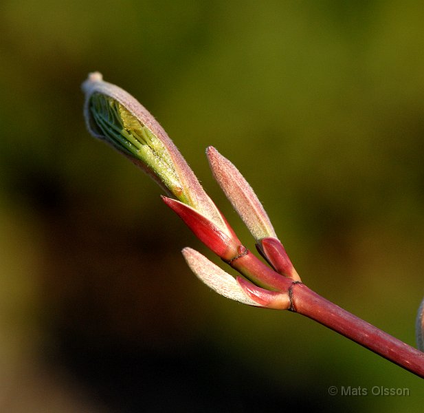 Manchurisk strimlnn, Acer tegmentosum