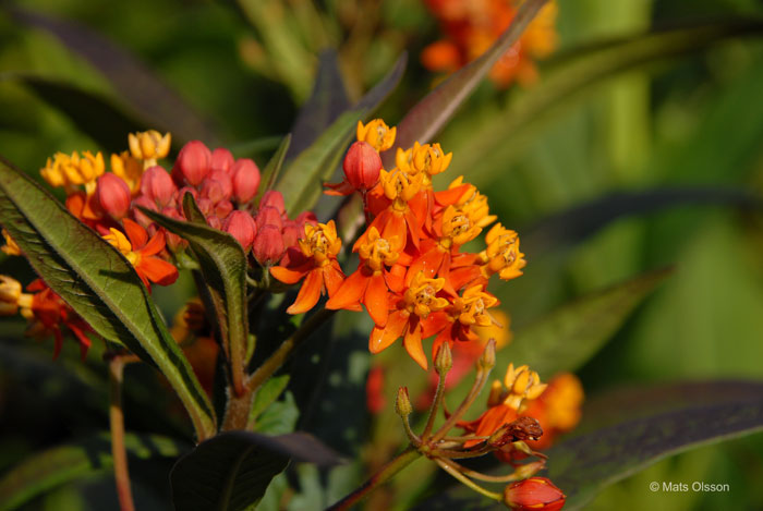 Rd sidenrt, Asclepias curassavica