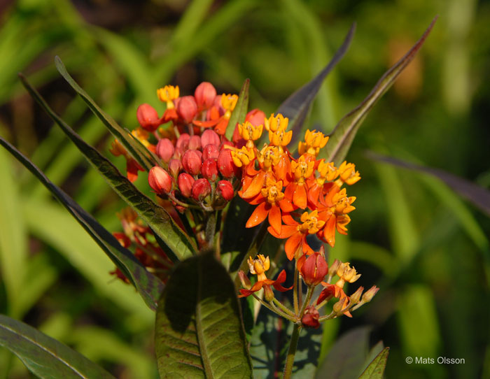 Rd sidenrt, Asclepias curassavica