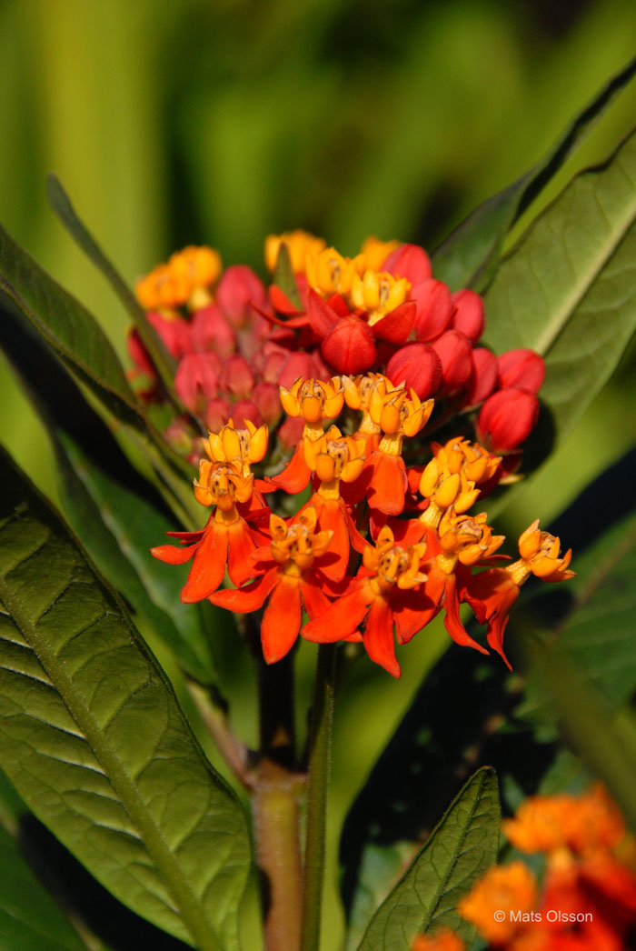 Rd sidenrt, Asclepias curassavica