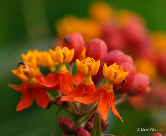 Rd sidenrt, Asclepias curassavica