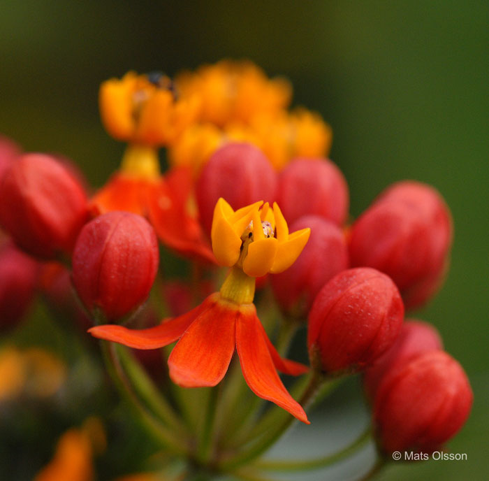 Rd sidenrt, Asclepias curassavica