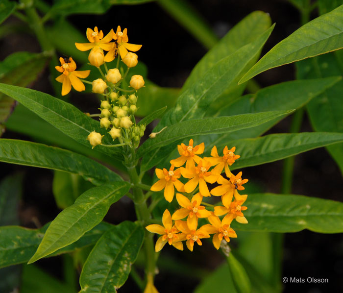 Rd sidenrt 'Silky Gold', Asclepias curassavica 'Silky Gold'