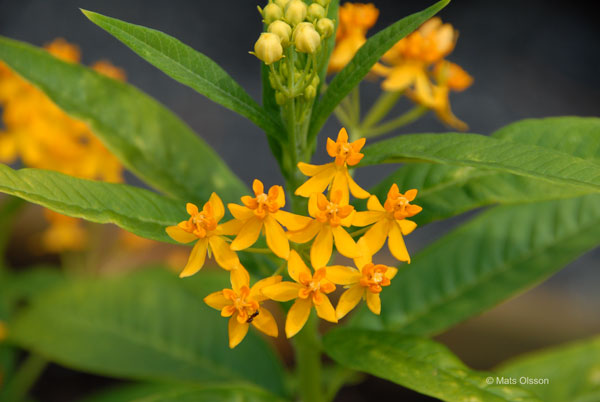 Rd sidenrt 'Silky Gold', Asclepias curassavica 'Silky Gold'