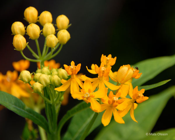 Rd sidenrt 'Silky Gold', Asclepias curassavica 'Silky Gold'