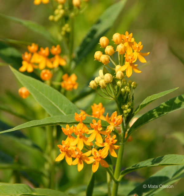 Rd sidenrt 'Silky Gold', Asclepias curassavica 'Silky Gold'