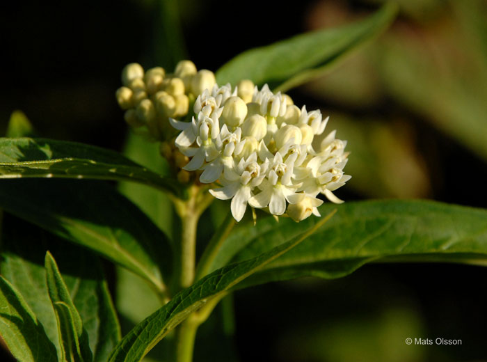 Rosensidenrt 'Ice Ballet', Asclepias incarnata 'Ice Ballet'