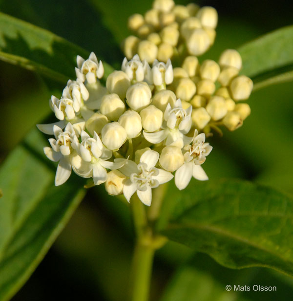 Rosensidenrt 'Ice Ballet', Asclepias incarnata 'Ice Ballet'