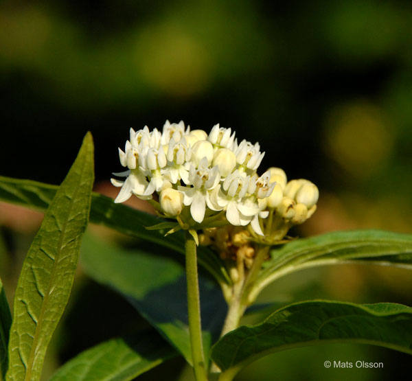 Rosensidenrt 'Ice Ballet', Asclepias incarnata 'Ice Ballet'