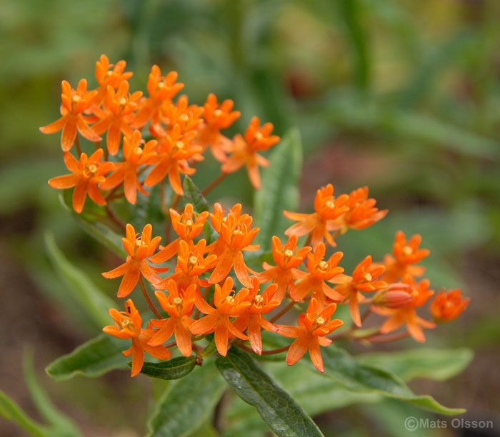 Orange sidenrt, Asclepias tuberosa