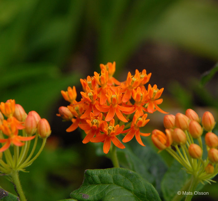 Orange sidenrt, Asclepias tuberosa