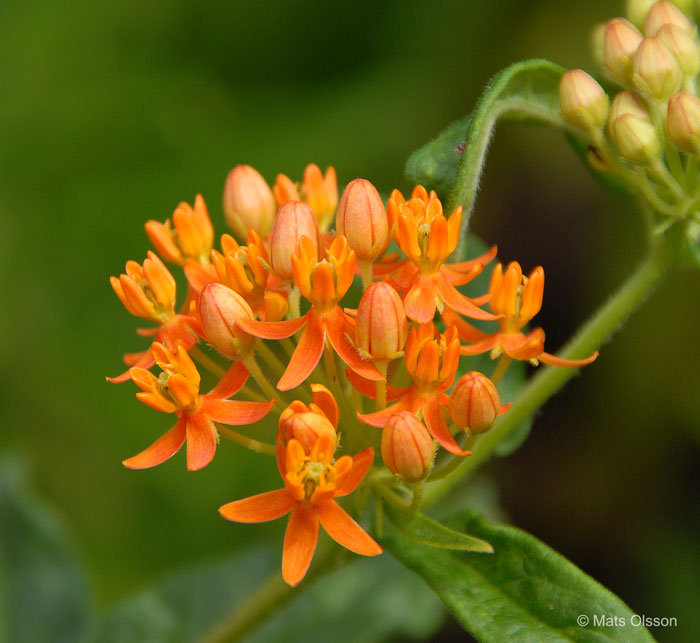 Orange sidenrt, Asclepias tuberosa