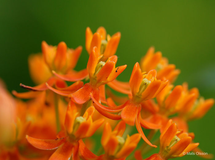 Orange sidenrt, Asclepias tuberosa