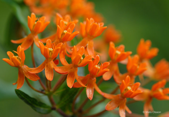 Orange sidenrt, Asclepias tuberosa