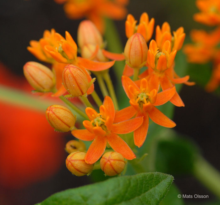 Orange sidenrt, Asclepias tuberosa