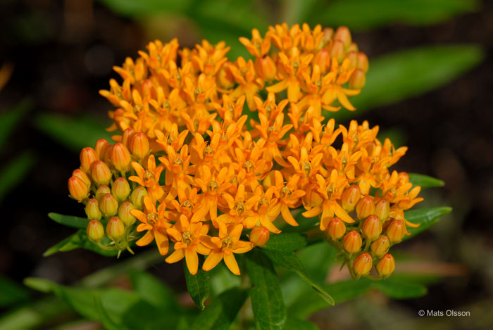 Orange sidenrt, Asclepias tuberosa