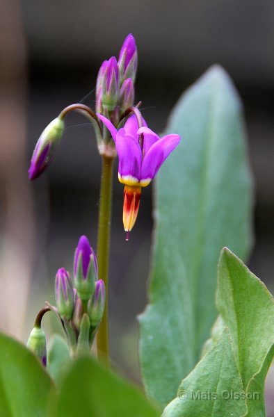 Tolvgudablomma, Dodecatheon meadia