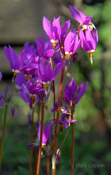 Tolvgudablomma, Dodecatheon meadia