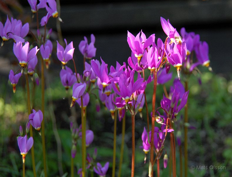 Tolvgudablomma, Dodecatheon meadia