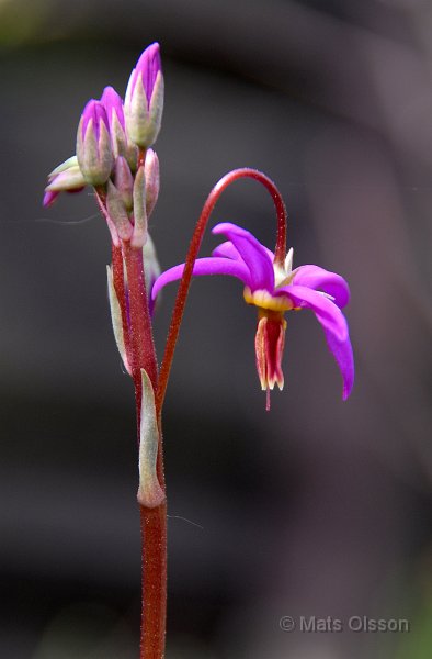 Tolvgudablomma, Dodecatheon meadia