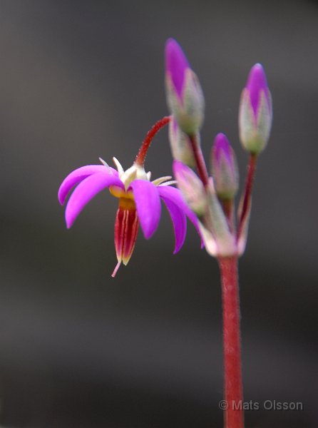 Tolvgudablomma, Dodecatheon meadia