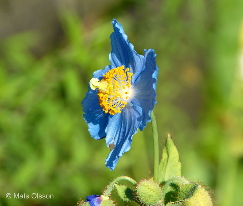 meconopsis_betonicifolia-4.jpg