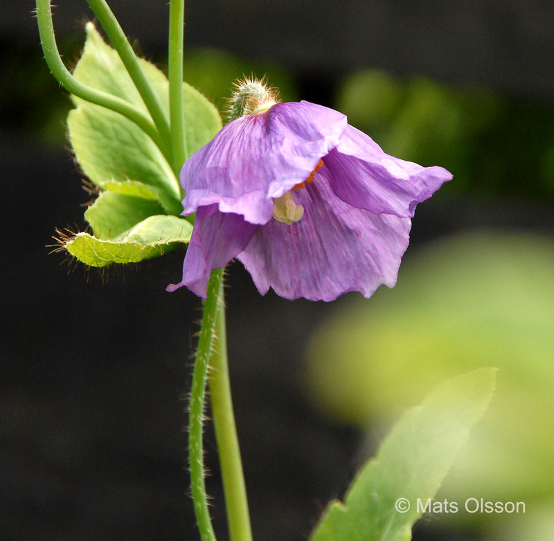 Bl bergvallmo 'Hensol Violet', Meconopsis betonicifolia 'Hensol Violet'