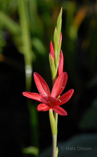 Vinterlilja 'Major', Schizostylis coccinea 'Major'