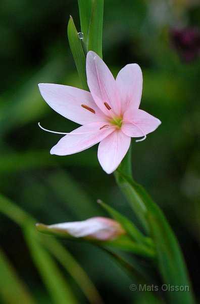 Vinterlilja 'Mrs Hegarty', Schizostylis coccinea 'Mrs Hegarty'