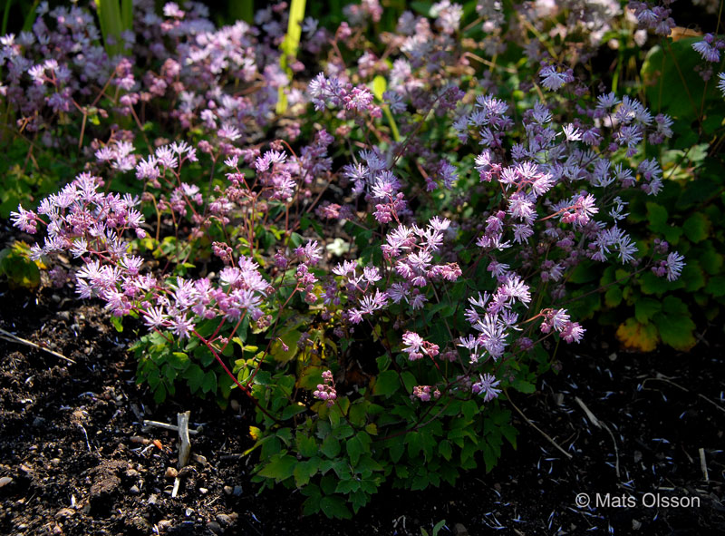 Dvrgruta, Thalictrum kiusianum