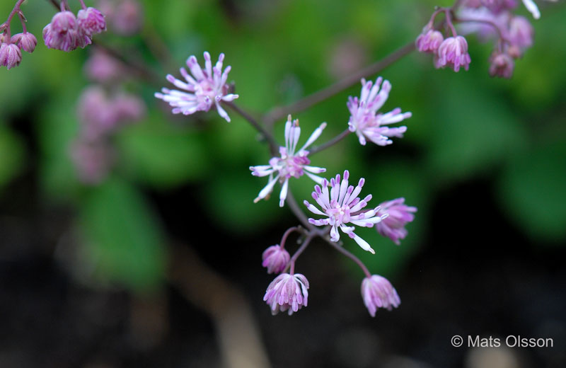 Dvrgruta, Thalictrum kiusianum