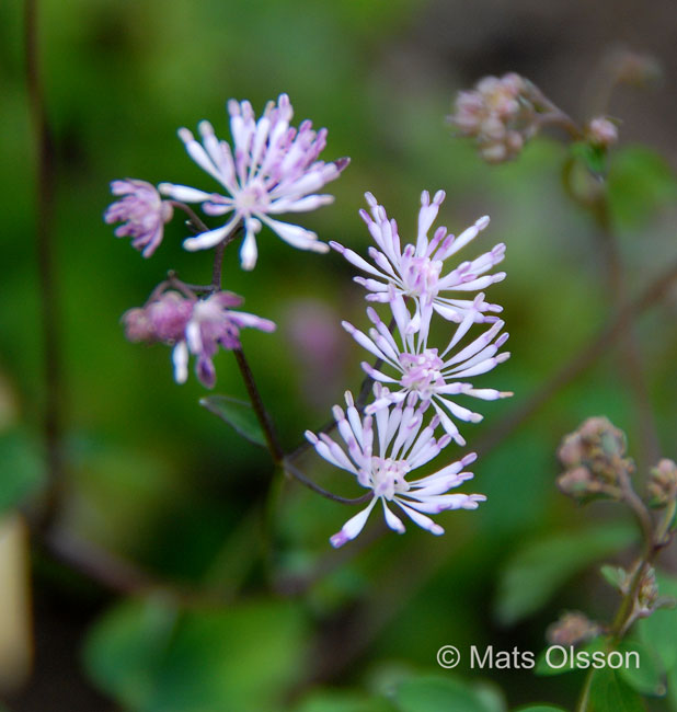 Dvrgruta, Thalictrum kiusianum