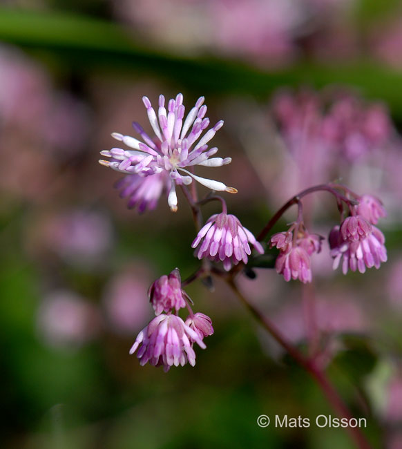 Dvrgruta, Thalictrum kiusianum