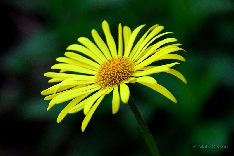 Vrkrage, Doronicum orientale